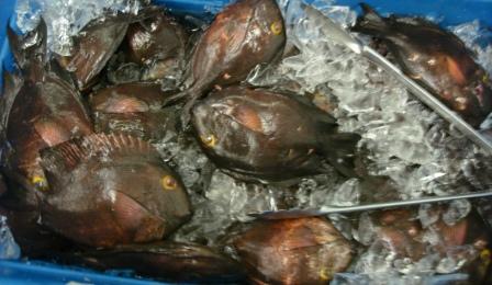 Hilo Fish